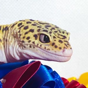 Meet your Posher, Ella